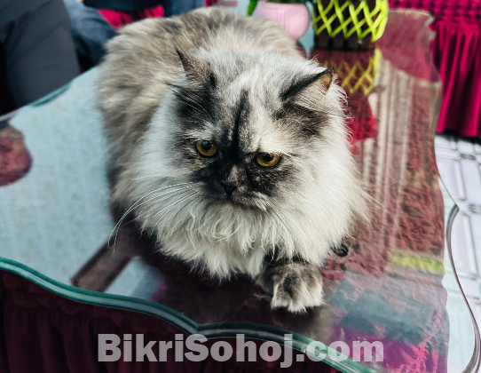 Sibrian Breed er Female Cat for sell